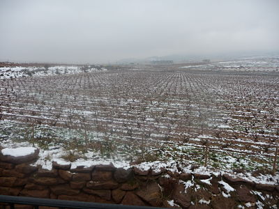 VINEDO INVIERNO